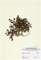 藏品(臺灣莓)的圖片